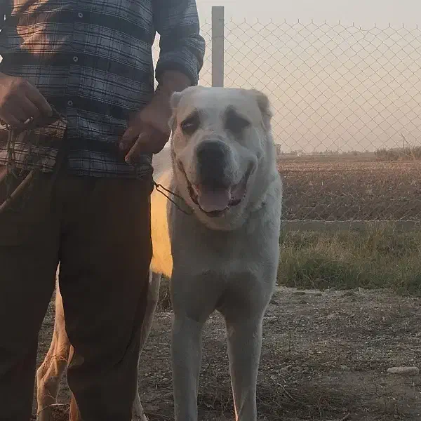 آلابای اصل|سگ|ری, شهرک نظامی|دیوار