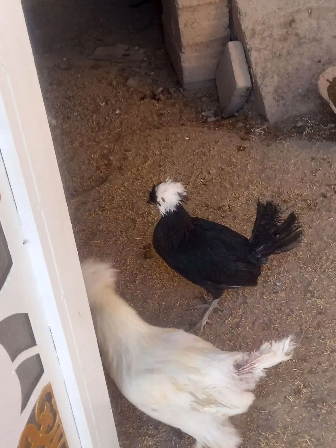 فروش مرغ|حیوانات مزرعه|دهگلان, |دیوار