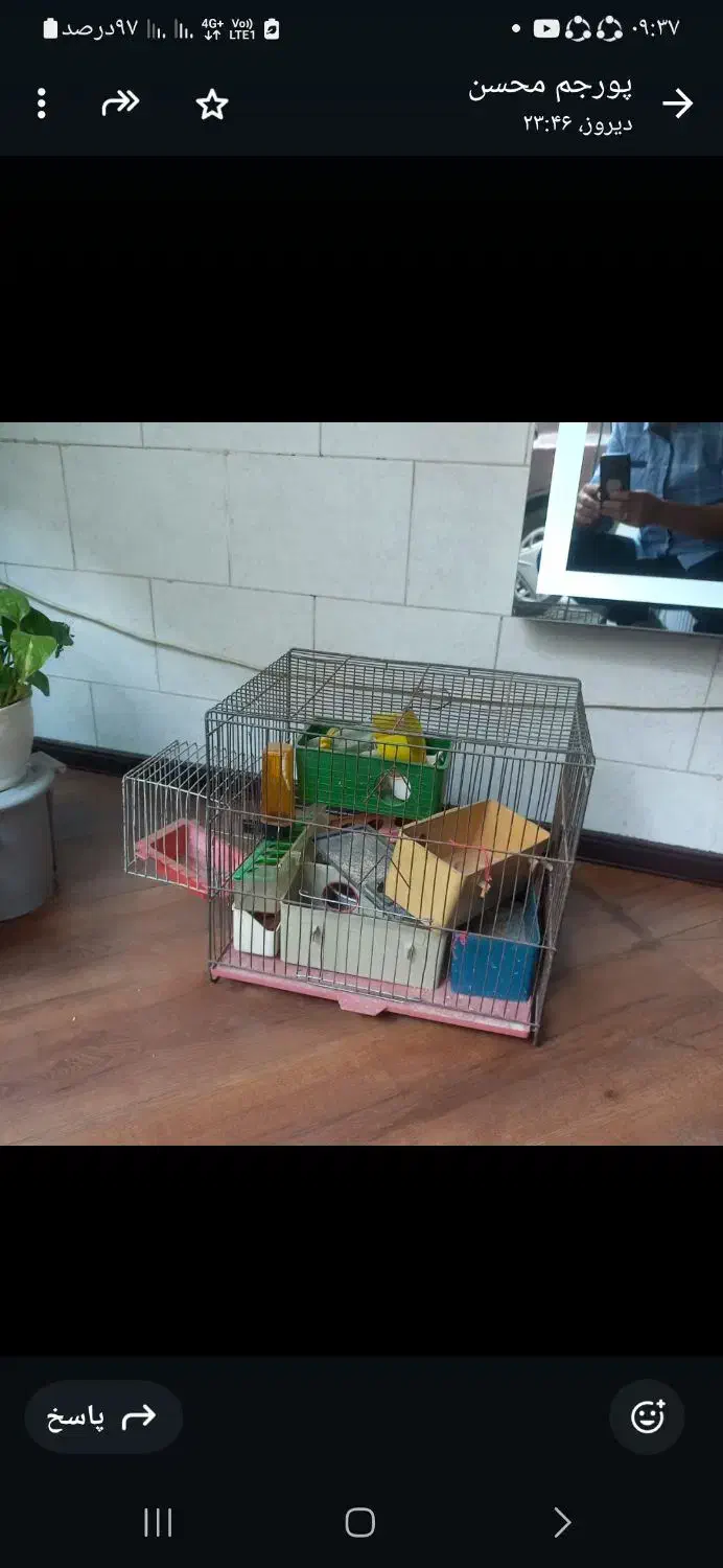 ۴عدد قفس با لوازم و یک جفت مرغ عشق خاص|لوازم جانبی حیوانات|تهران, والفجر (افسریه)|دیوار