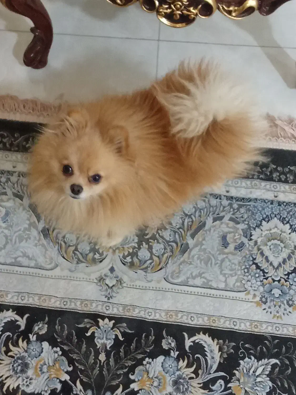 پامر روباهی خالص|سگ|نسیم‌شهر, |دیوار