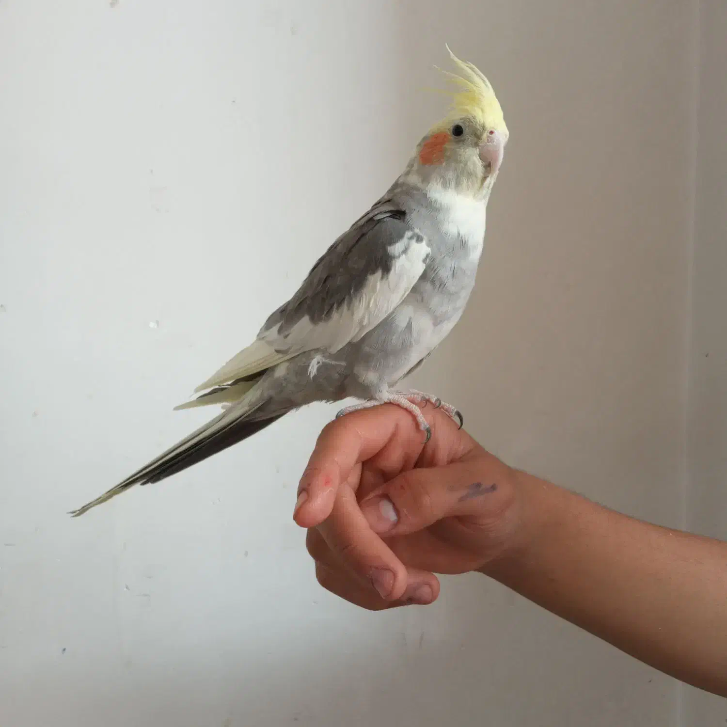 عروس هلندی بالغ|پرنده|زیباشهر, |دیوار