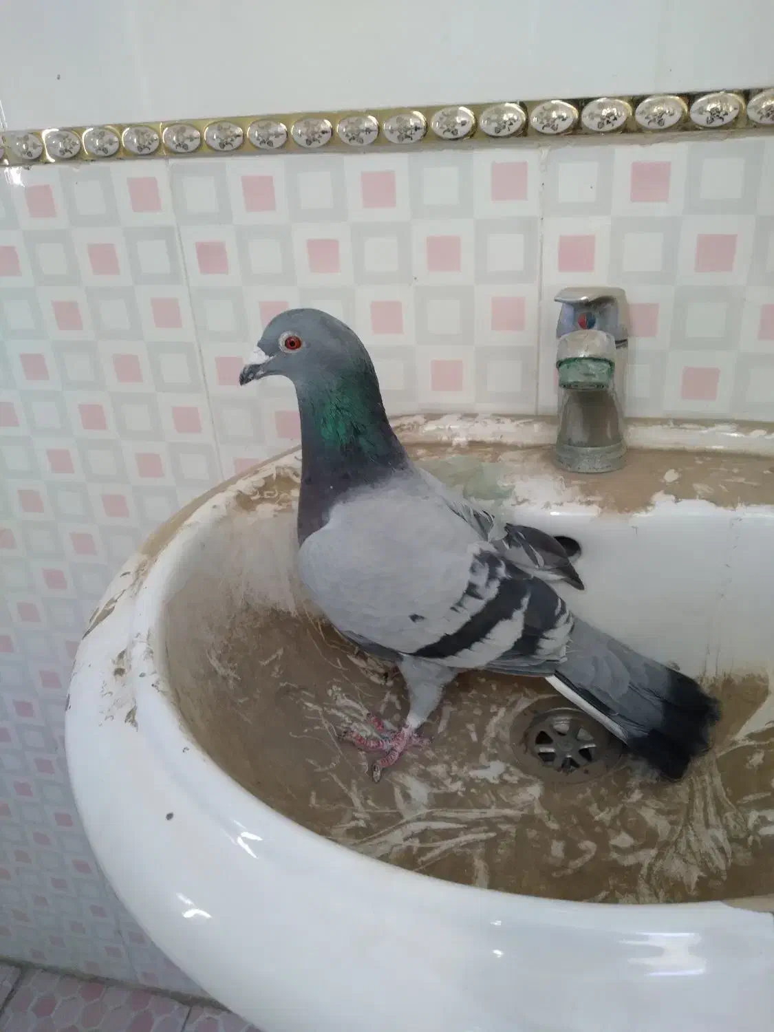 دوتا آرمانی مسافتی|پرنده|کشاورز, |دیوار