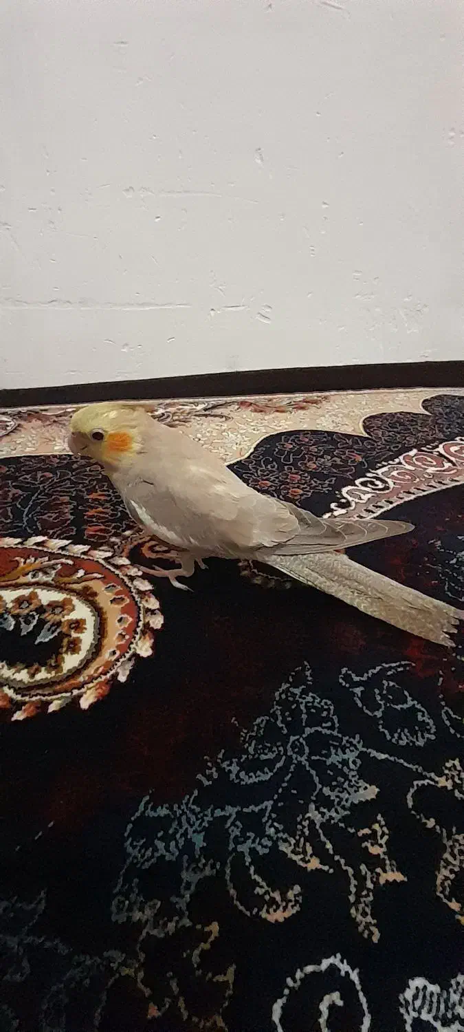 فروش عروس هلندی ۲ ماهه|پرنده|میانه, |دیوار