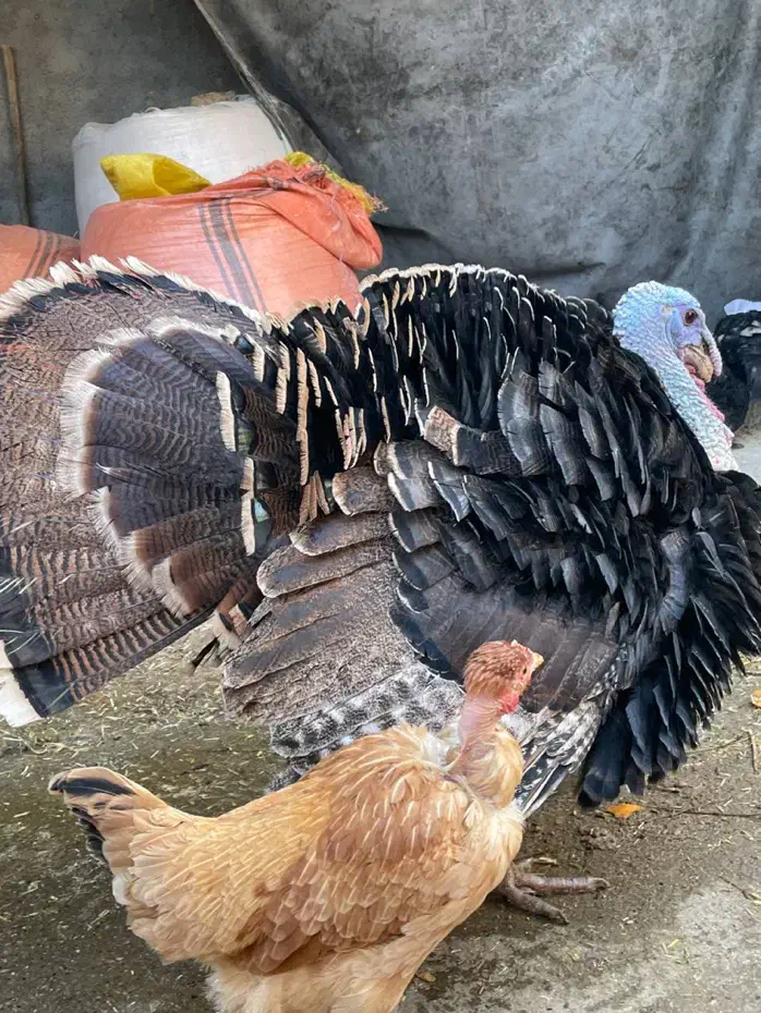 بوقلمون وخروس|حیوانات مزرعه|گرمسار, |دیوار