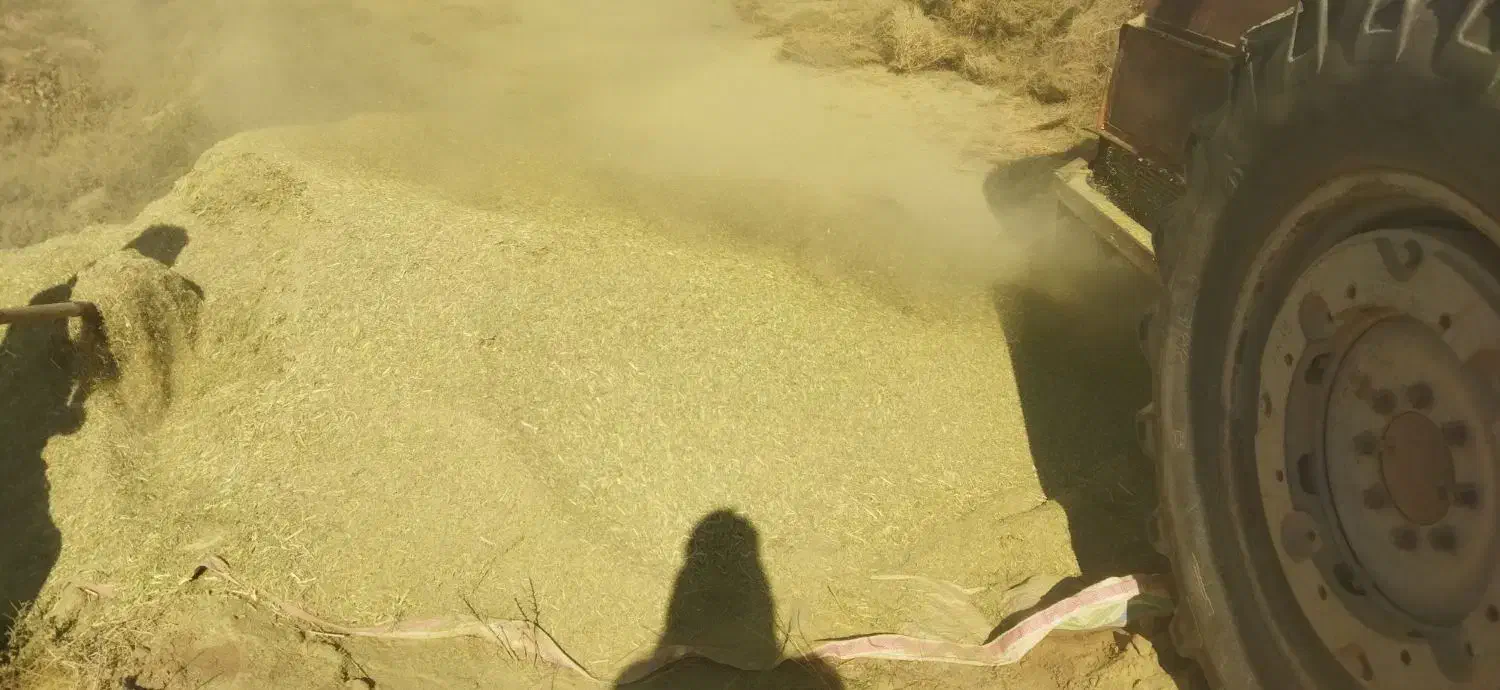 خار دانه دار|عمده‌فروشی|گناباد, |دیوار