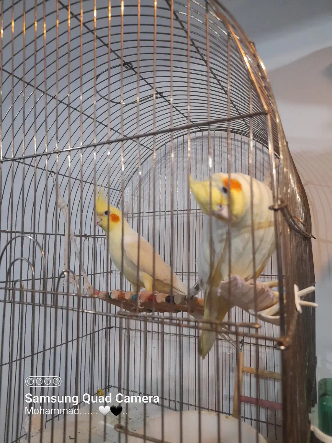 عروس هلندی مولد|پرنده|شیراز, کوشک میدان|دیوار