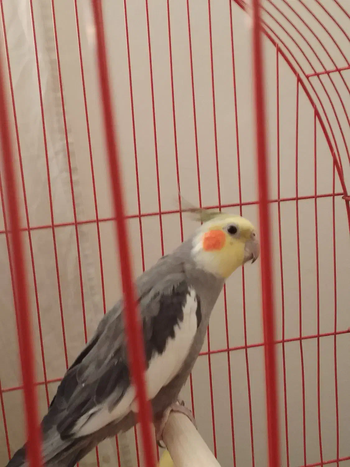 یه جفت عروس هلندی نر و ماده مولد|پرنده|تهران, مشیریه|دیوار