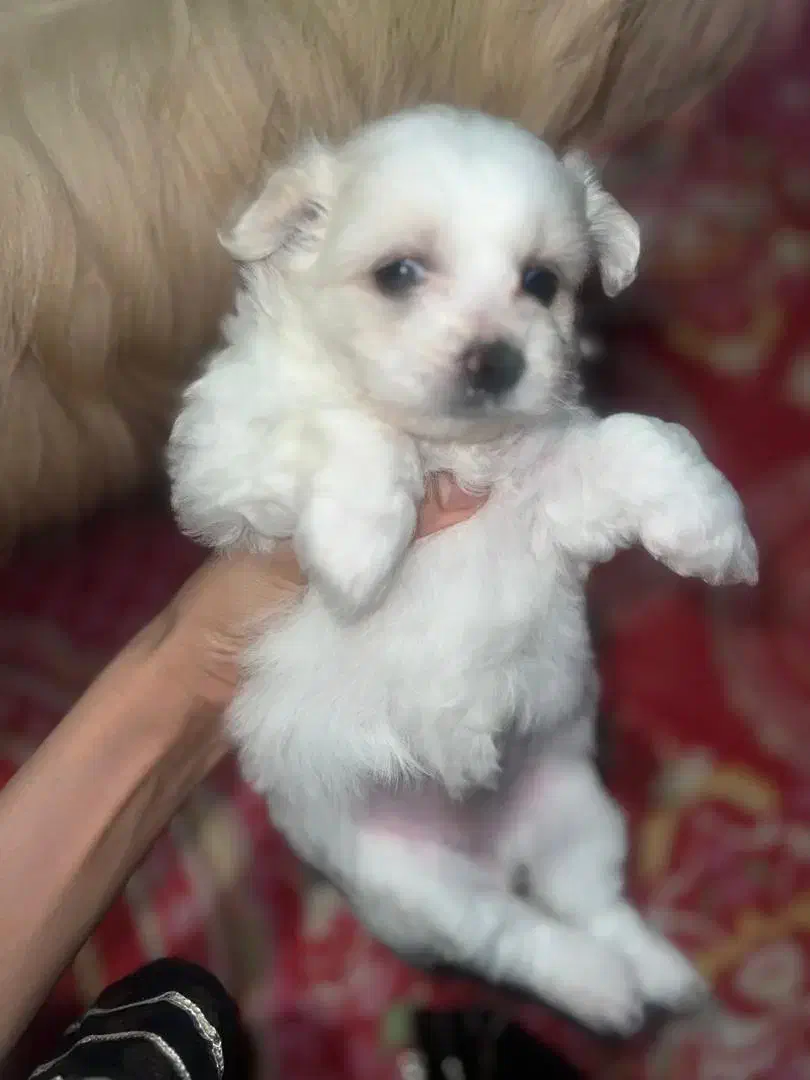 سگ پاکوتاه پدر مادر شناسنامه دار|سگ|بندرعباس, |دیوار