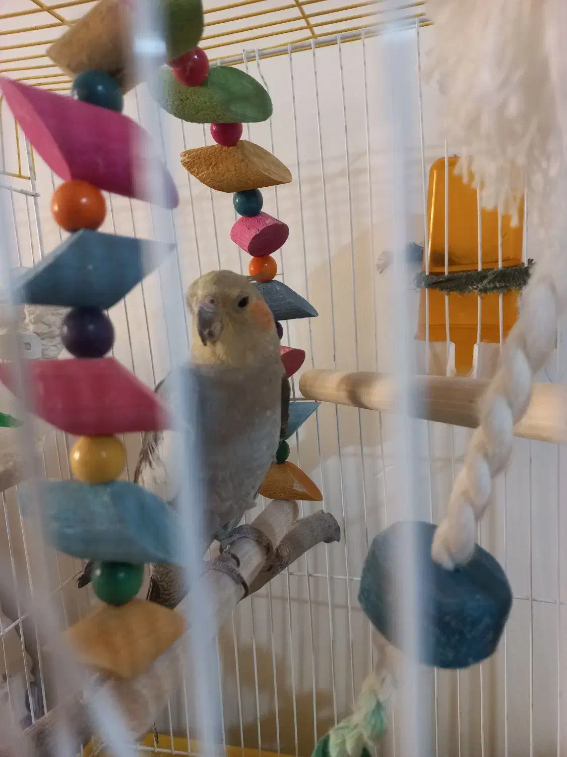 عروس هلندی|پرنده|سنندج, |دیوار