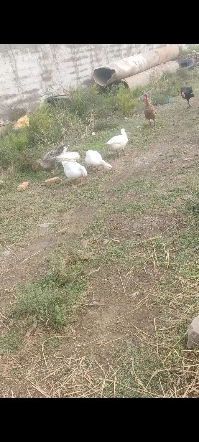 بوقلمون و غاز|حیوانات مزرعه|گرگان, |دیوار