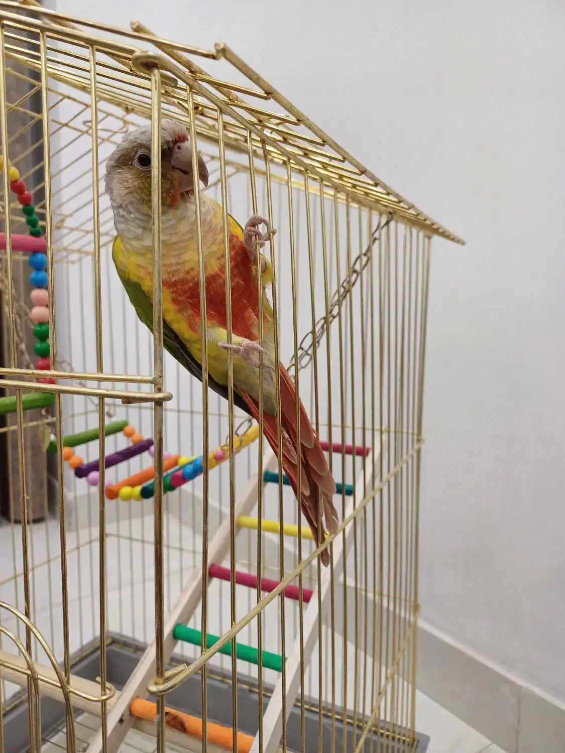 طوطی گرینچک|پرنده|سنندج, |دیوار