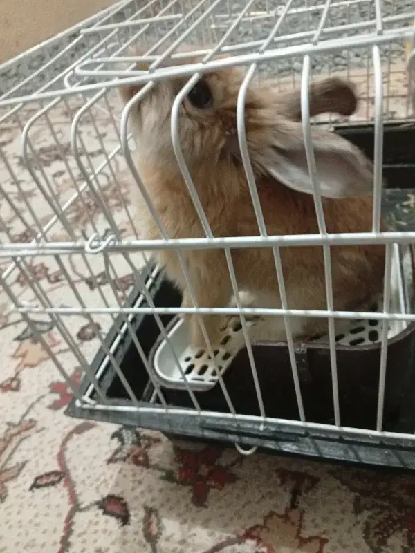 خرگوش با وسایل|موش و خرگوش|اراک, |دیوار