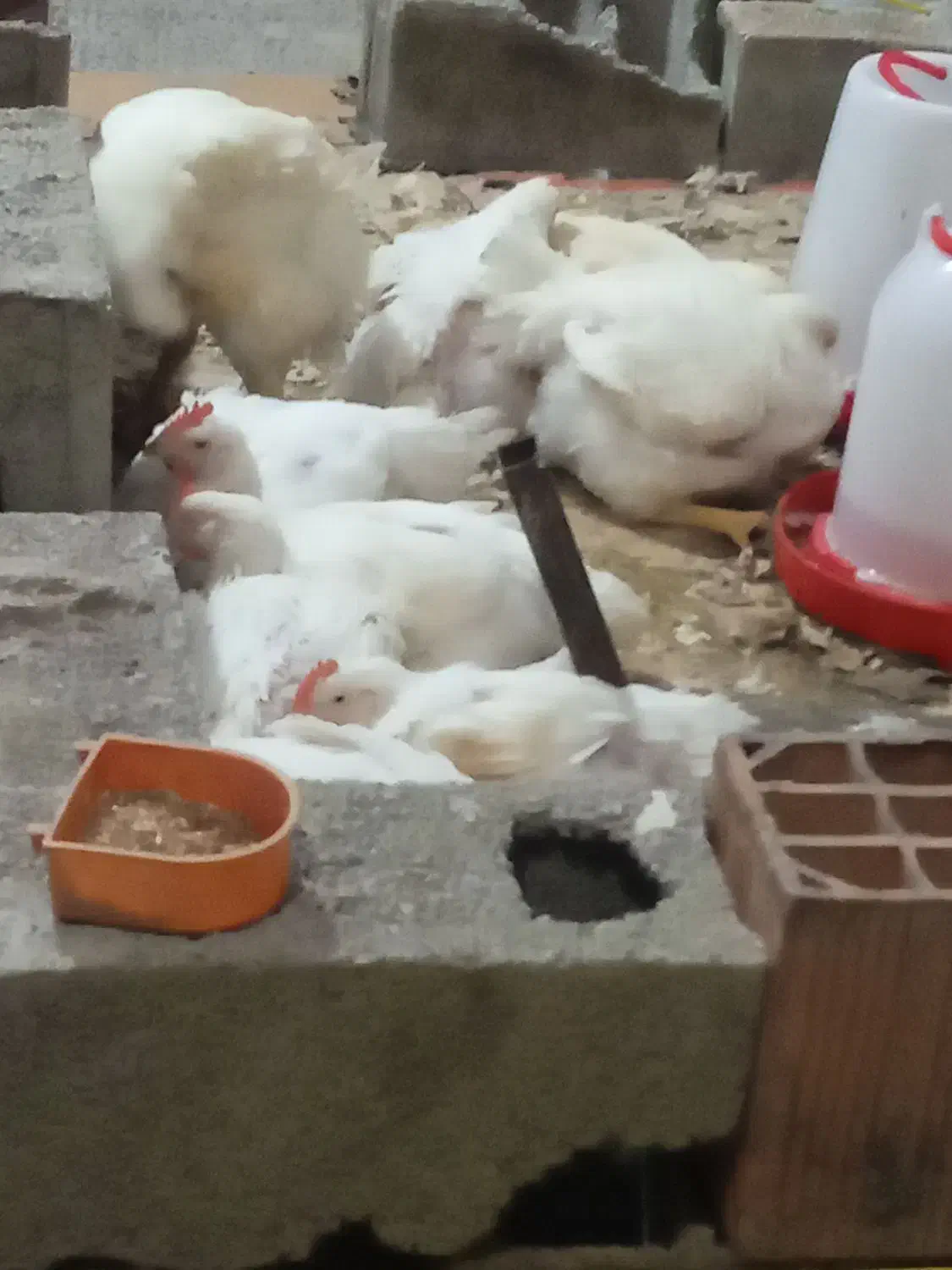 مرغ زنده|حیوانات مزرعه|رامیان, |دیوار