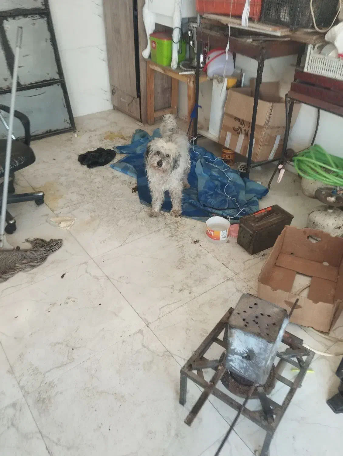 سگ شیتزو|سگ|پاکدشت, حصار امیر|دیوار