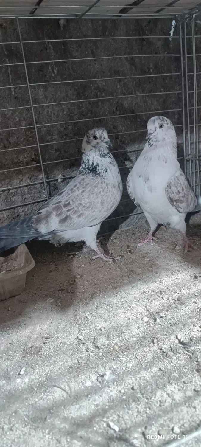 کفتر پرشی کهنه کفتر بشرط|پرنده|فولادشهر, B1|دیوار