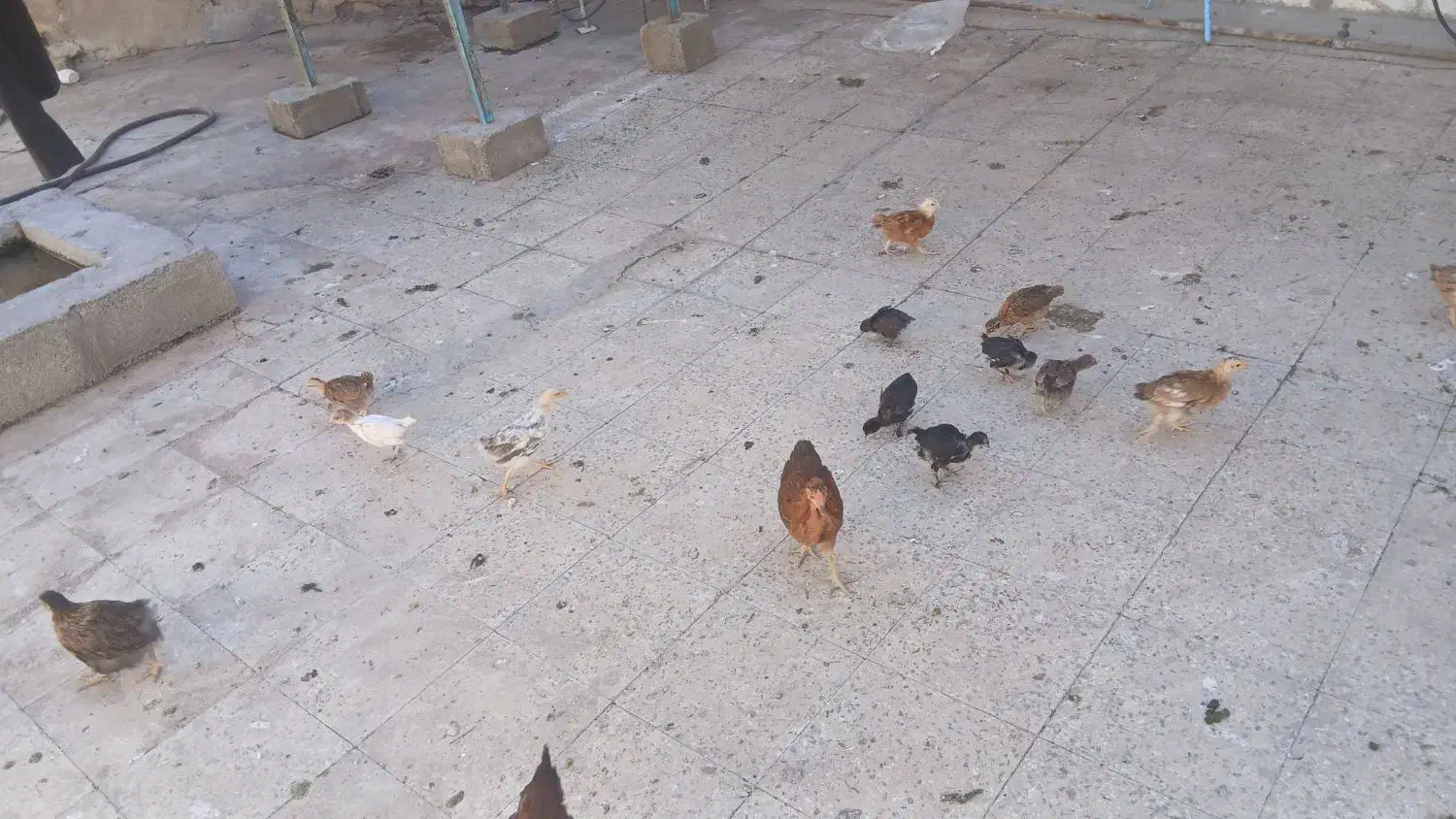 فروش جوجه|حیوانات مزرعه|مسجد سلیمان, |دیوار