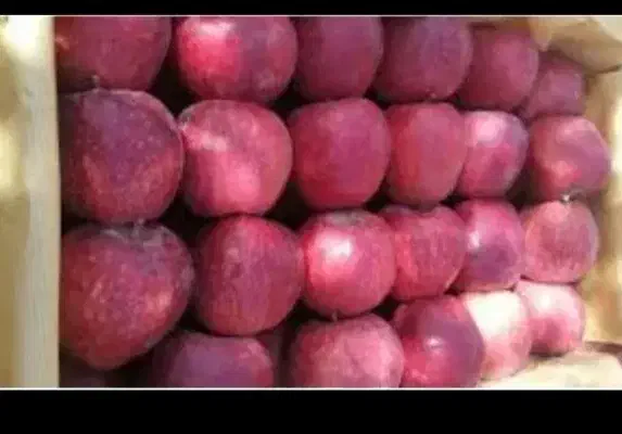 چند خانم برای بسته بندی سیب در سردخانه نیازمندیم|استخدام صنعتی، فنی، مهندسی|خوی, |دیوار