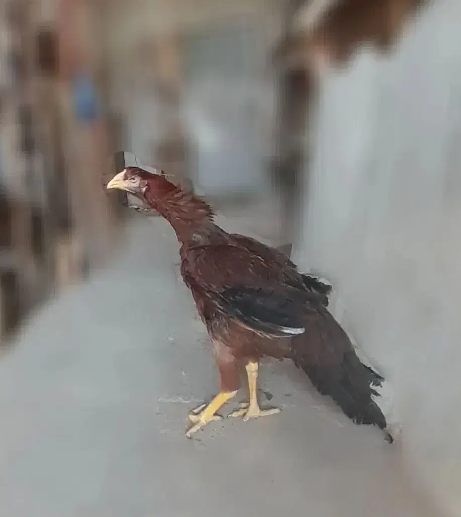 لاری|حیوانات مزرعه|تهران, طیب|دیوار