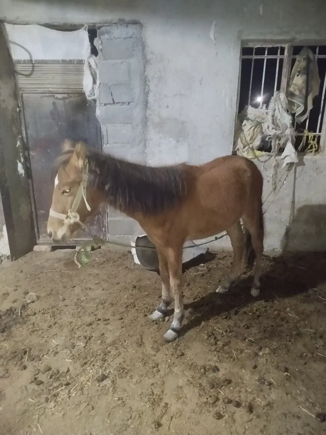 اسب جوان نژاد دار|اسب و تجهیزات اسب‌سواری|بجنورد, |دیوار