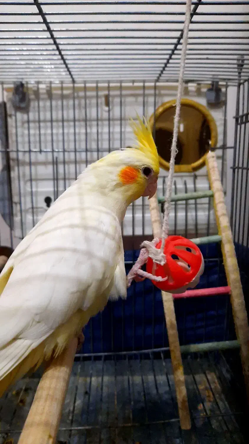 ماده|پرنده|شوط, |دیوار