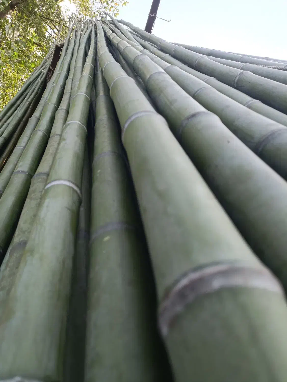 بامبو|گل و گیاه طبیعی|چهاردانگه (تهران), |دیوار