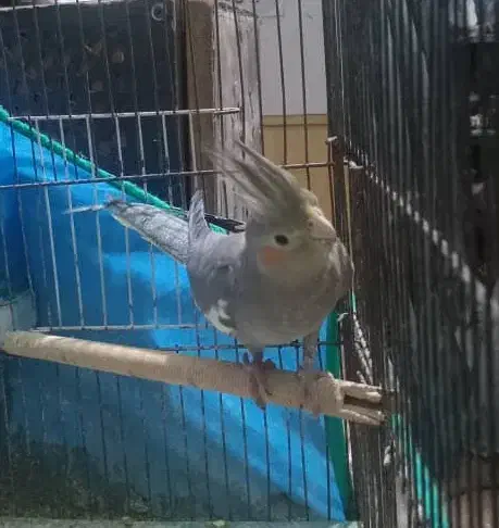 عروس هلندی ماده|پرنده|رشت, آب آسیاب|دیوار