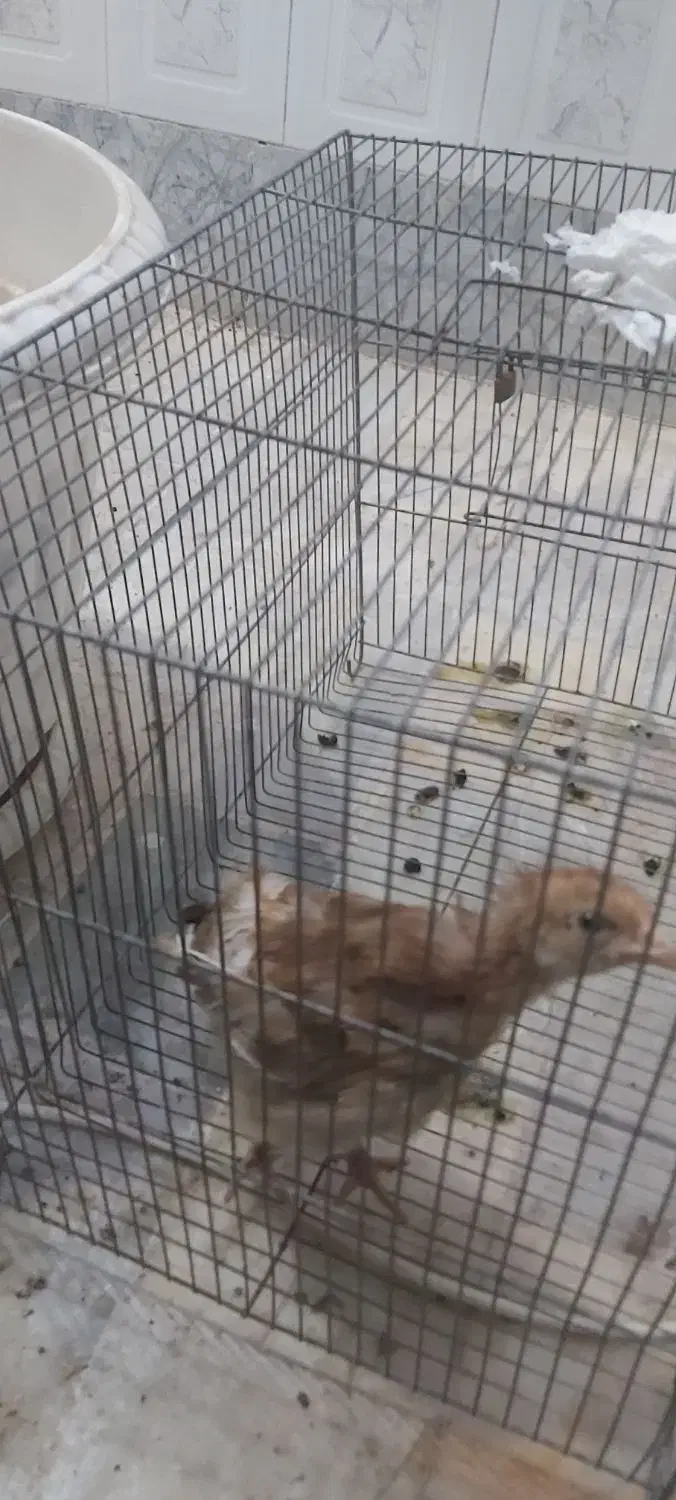 جوجه|حیوانات مزرعه|کرج, کیانمهر|دیوار