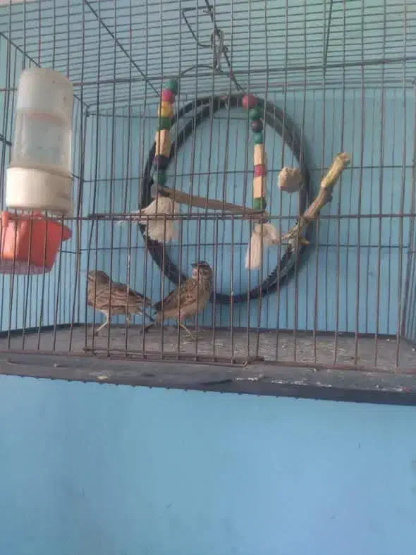 سهره|پرنده|بجنورد, |دیوار