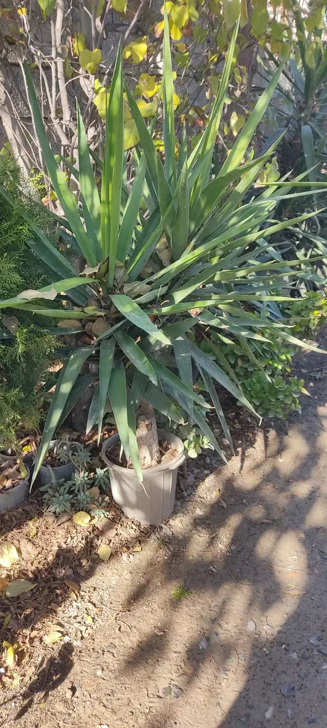 گیاه یوکا|گل و گیاه طبیعی|سیمین شهر, |دیوار