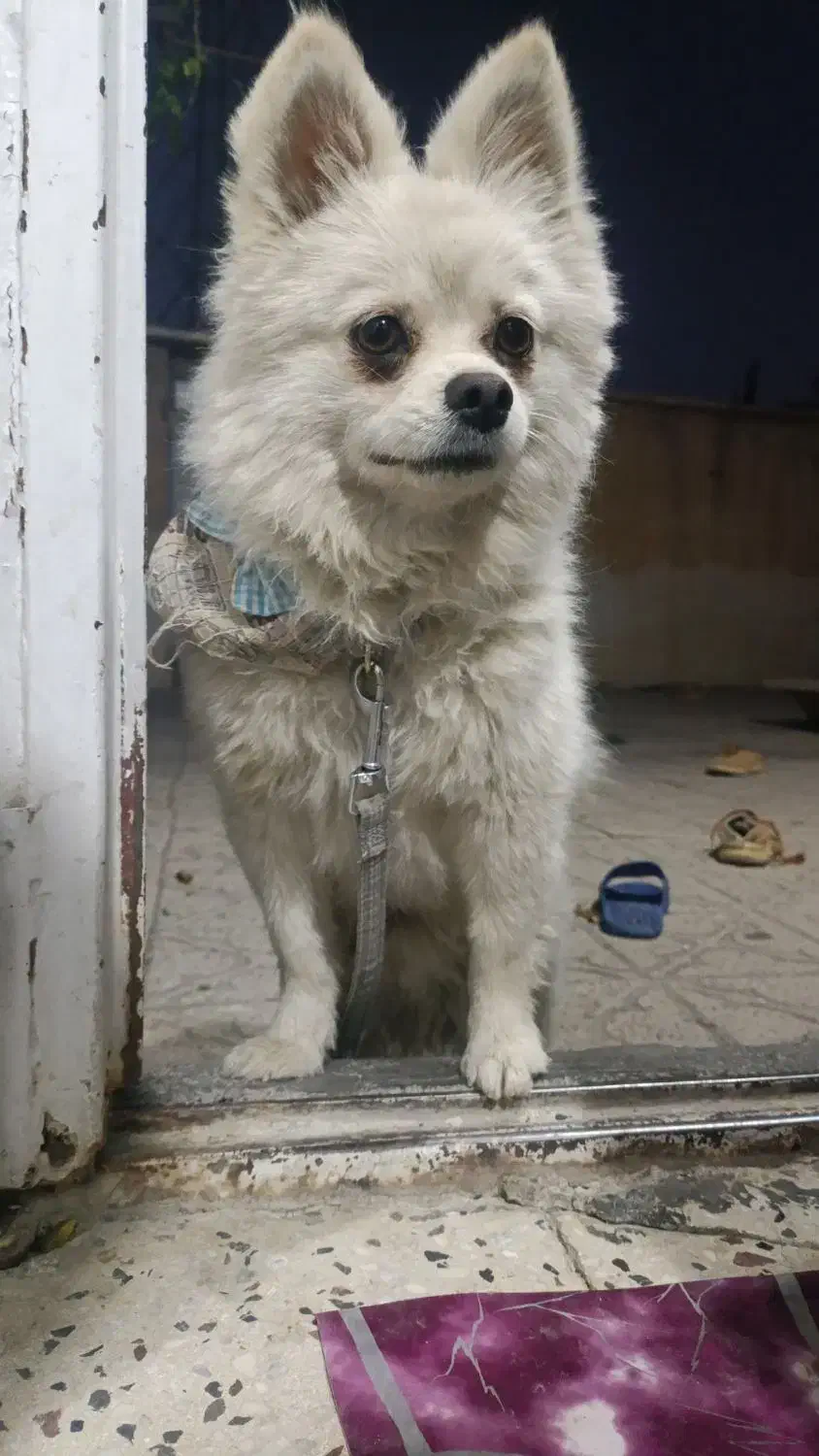 سگ گمشده|سگ|سنندج, |دیوار