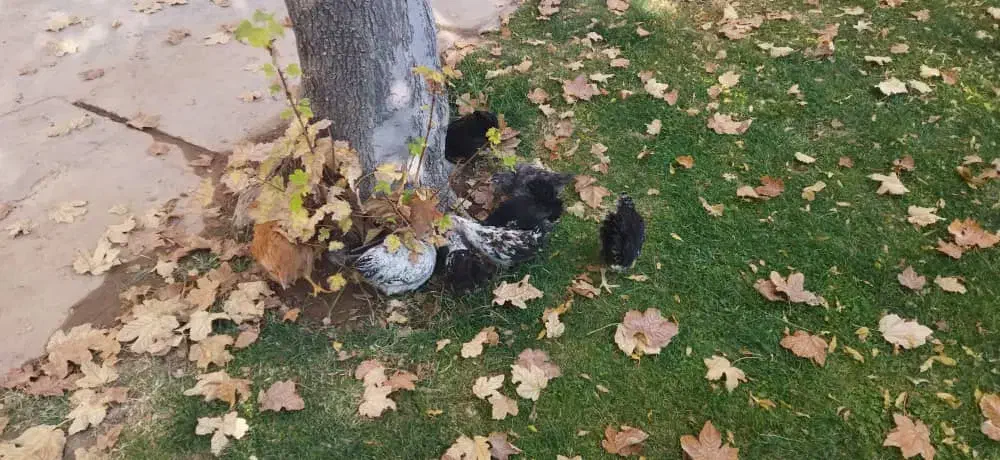 جوجه محلی|حیوانات مزرعه|شیراز, شهرک مهدیه|دیوار