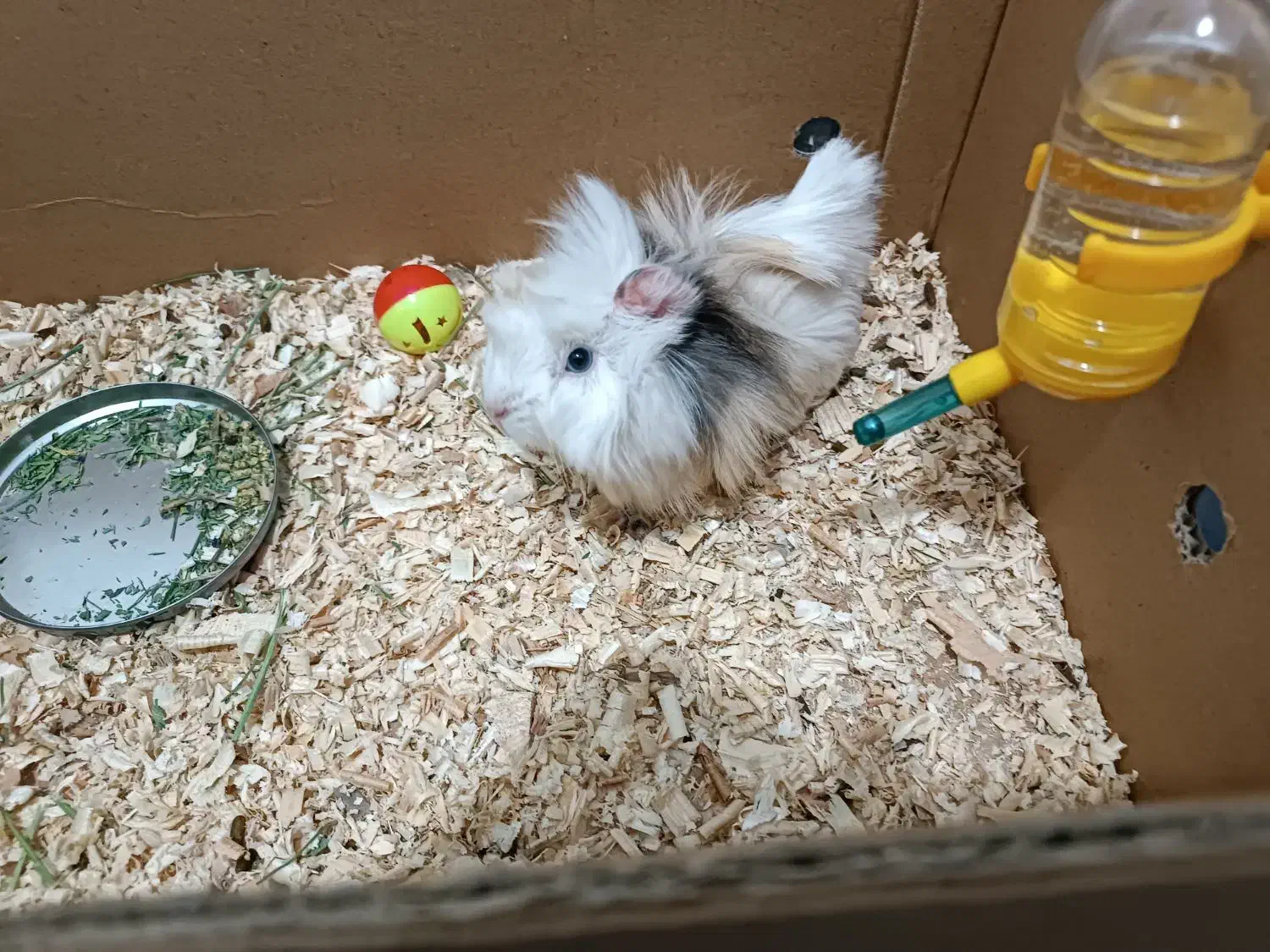 خوکچه هندی مو فشن|موش و خرگوش|شیراز, دلجو|دیوار