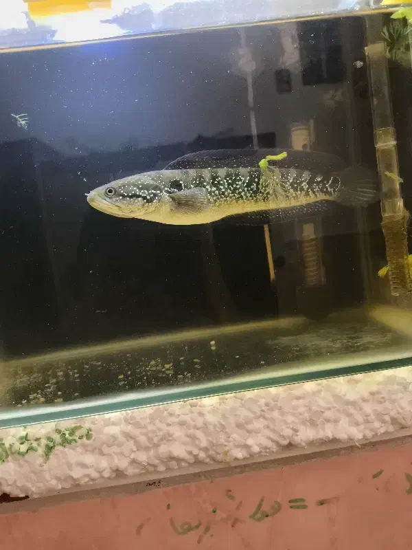 آکواریوم|ماهی|قم, شهرک امام حسن|دیوار