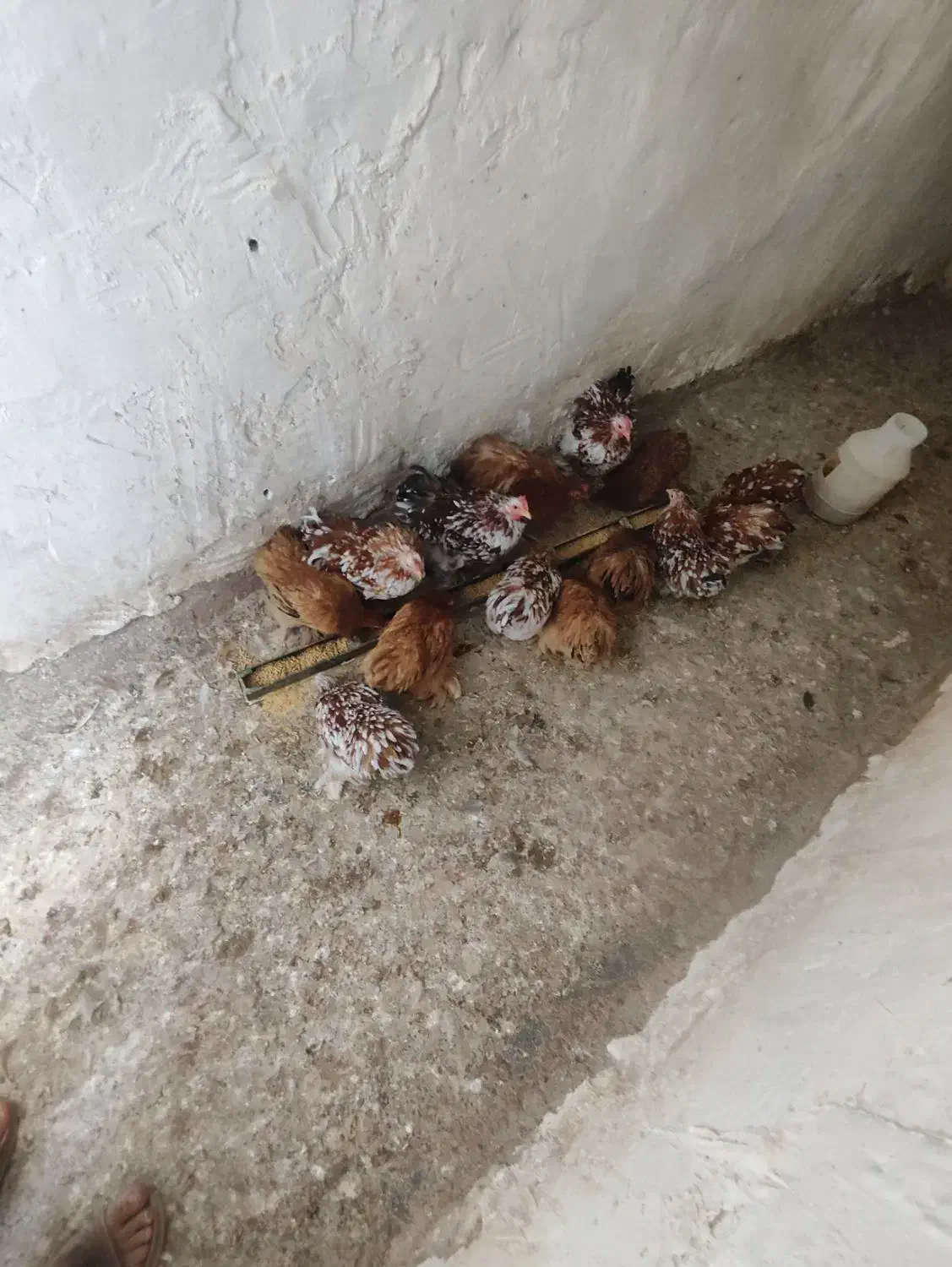 جوجه کوشین از بهترین نژاد|حیوانات مزرعه|تربت جام, فاز ۱ فرهنگیان|دیوار