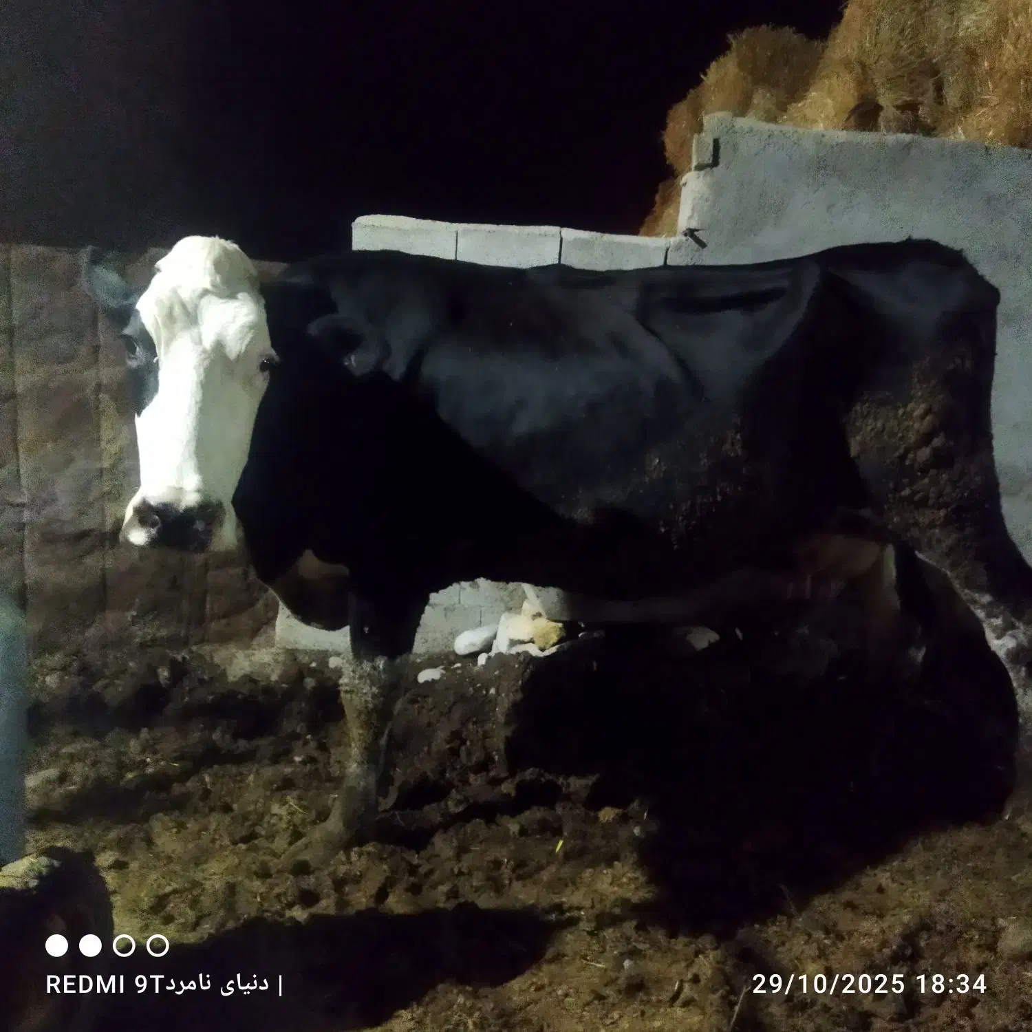 گاوو۲تاگوسالهسیمینتال|حیوانات مزرعه|فیروزآباد (فارس), |دیوار