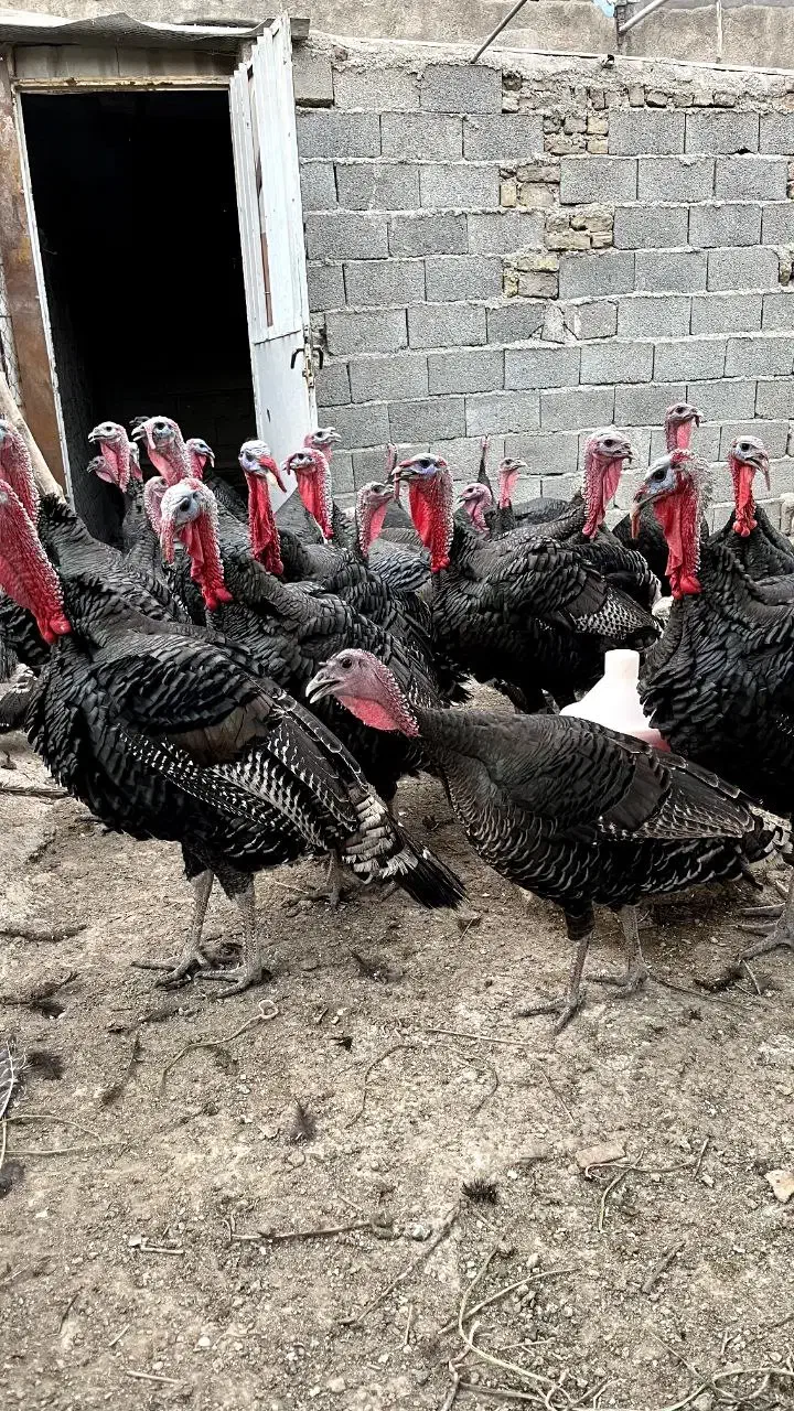 بوقلمون نر و ماده|حیوانات مزرعه|هشتگرد, تهران دشت|دیوار