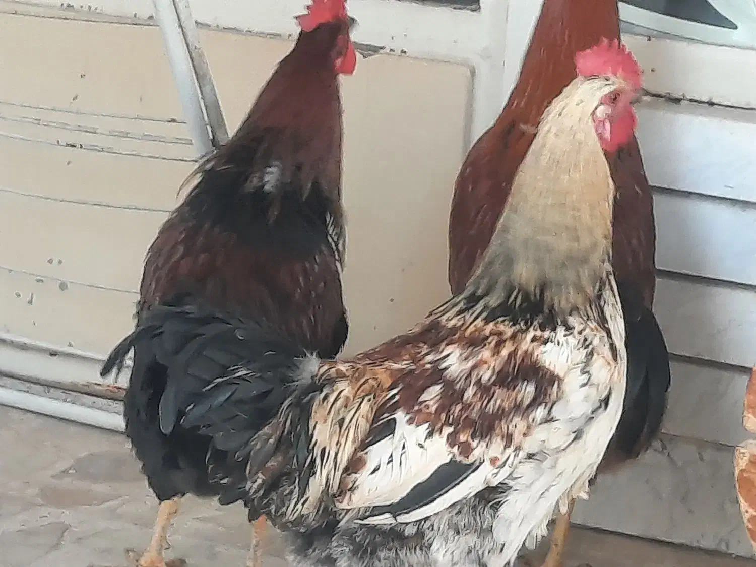 خروس خانگی ، محلی|حیوانات مزرعه|اصفهان, بوستان زاینده رود|دیوار