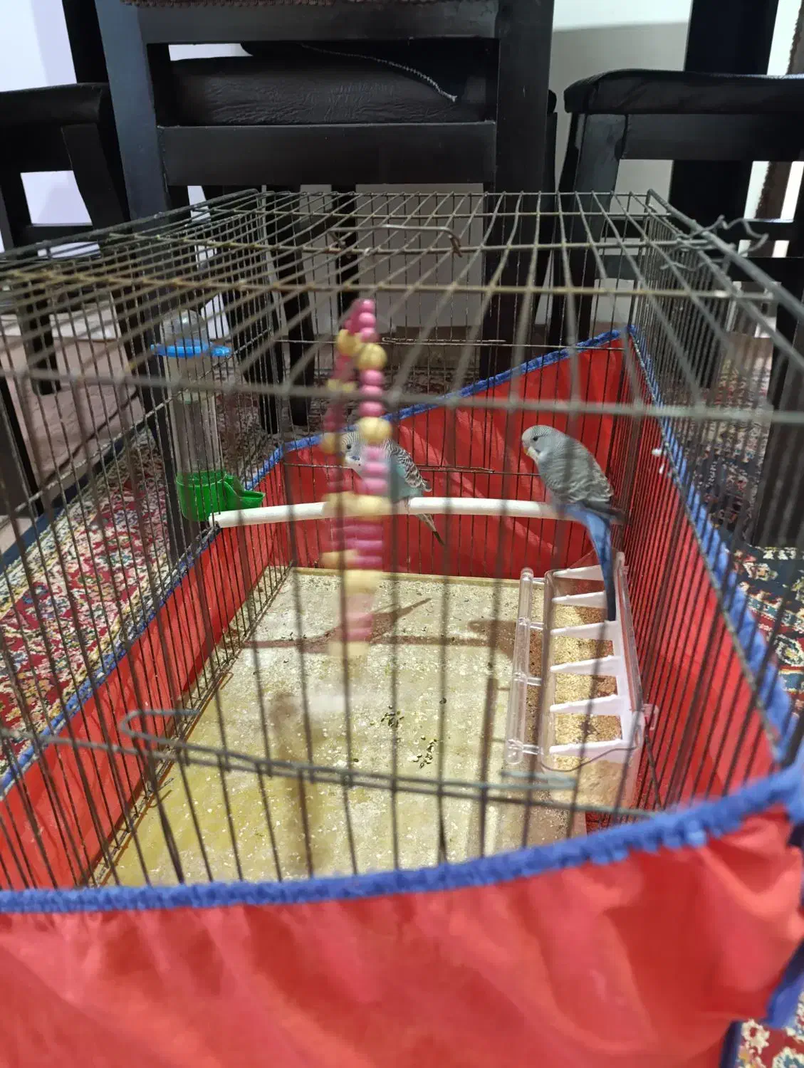 مرغ عشق|پرنده|بروجرد, |دیوار