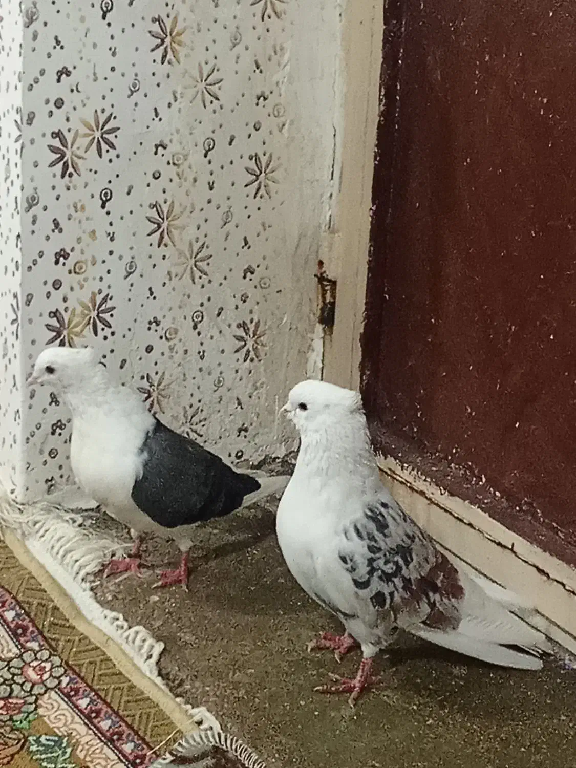 کبوتر|پرنده|چگنی, |دیوار