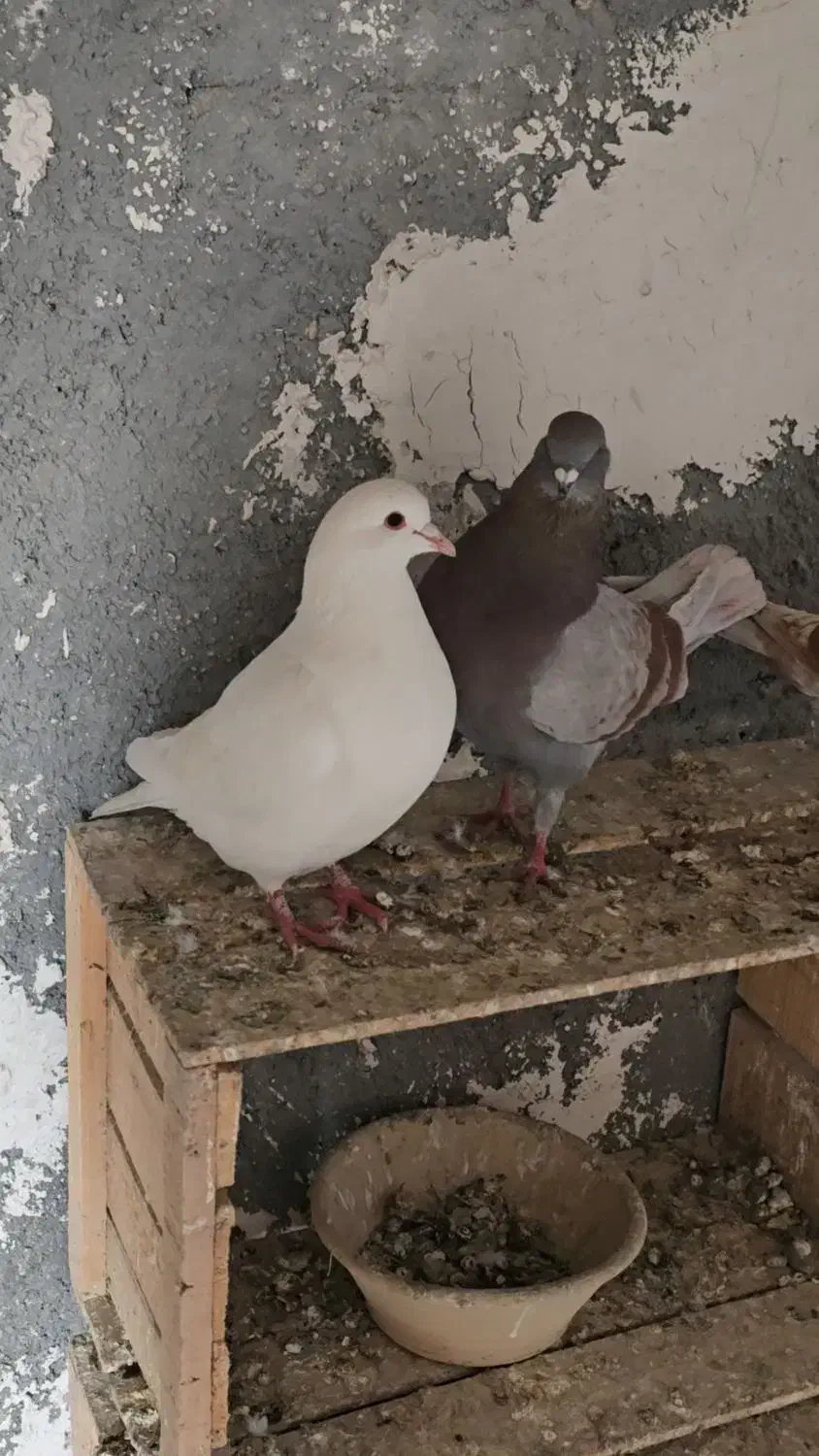 کبوتر کینگ|پرنده|میانه, |دیوار