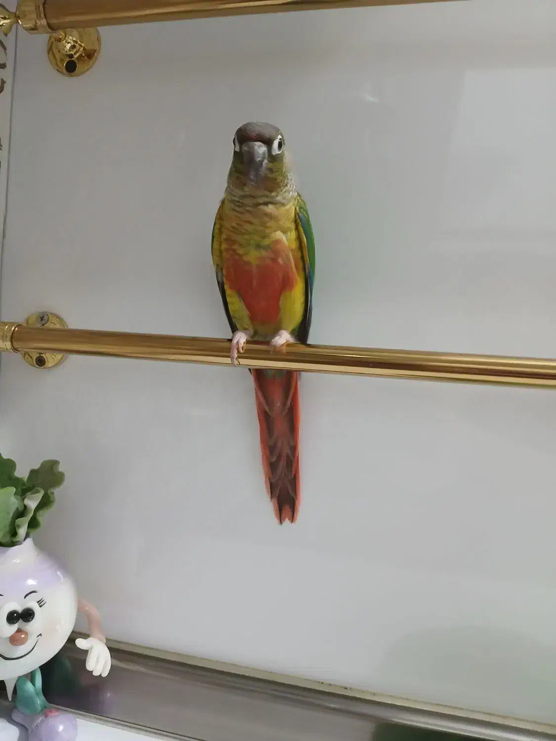 طوطی|پرنده|ری, دیلمان|دیوار