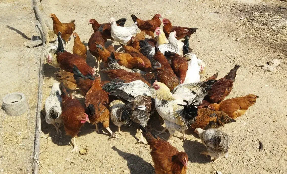 خروس محلی ارسنجان|حیوانات مزرعه|مرودشت, ژیان|دیوار