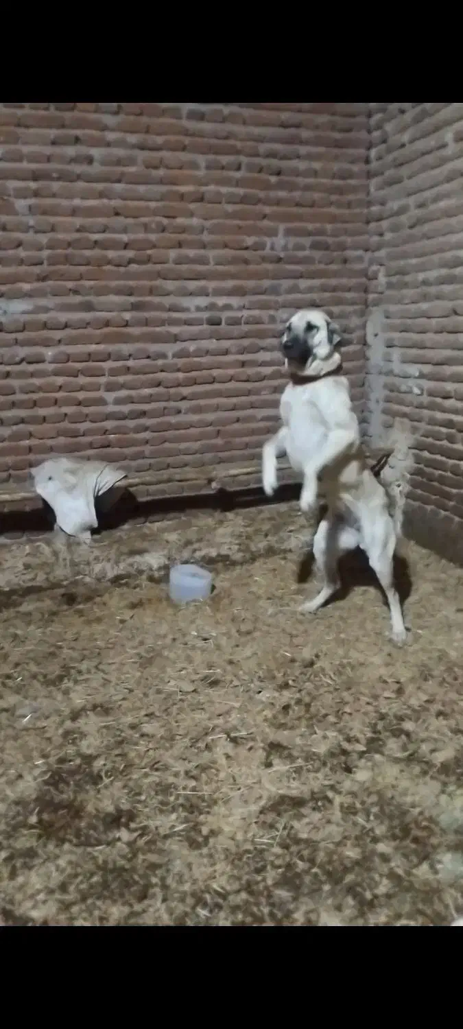 سگ م|سگ|مراغه, |دیوار