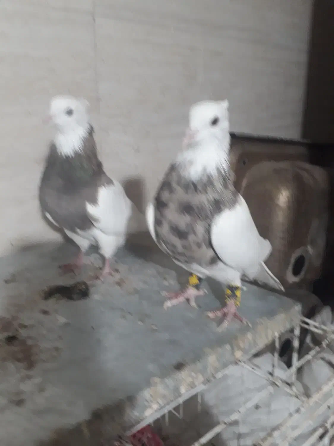 کبوتر طوقی بدون عیب|پرنده|شیراز, زرهی|دیوار