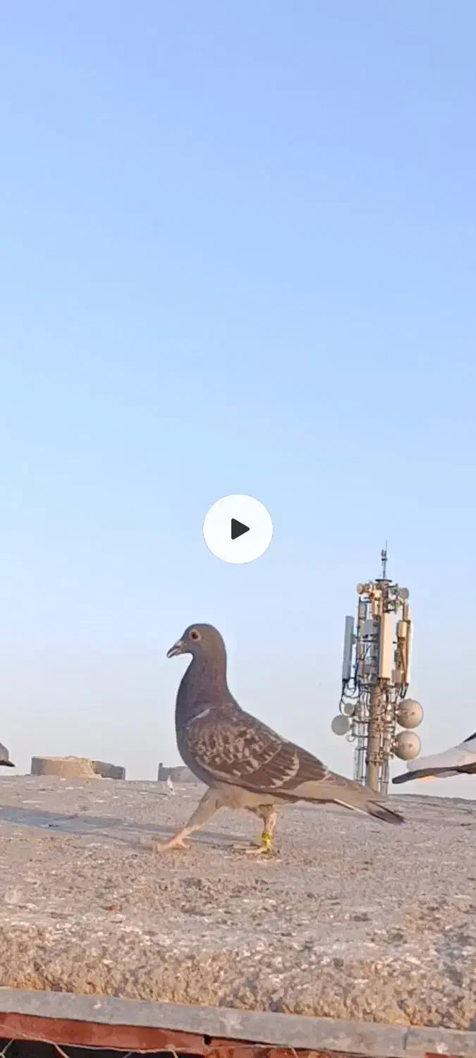 جوجه پولکی گم شده|حیوانات|مشهد, شهید معقول|دیوار