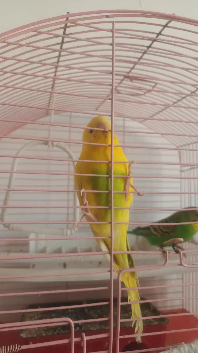 مرغ عشق|پرنده|ملارد, |دیوار