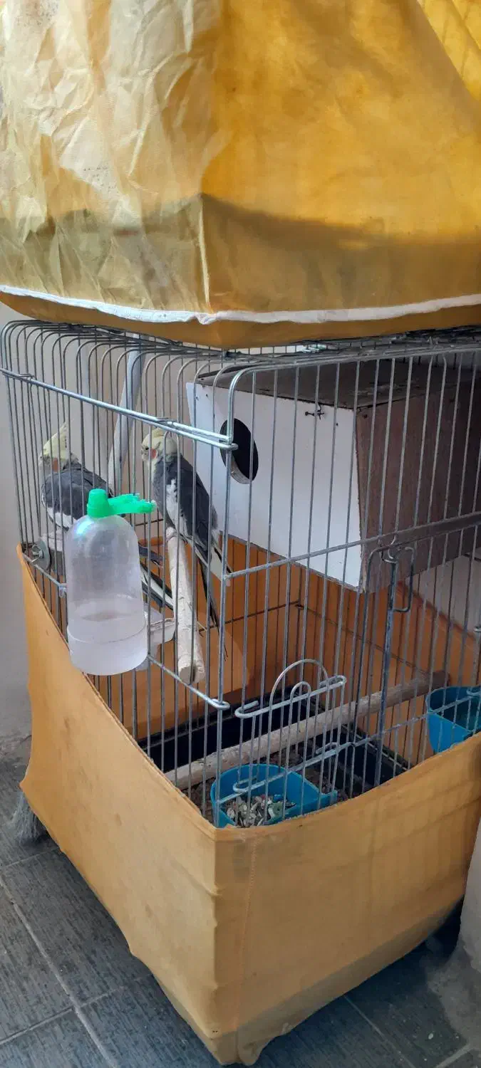 مولد همراه قفس لوازم روتخم هستندمعاوضه|پرنده|کرج, خرمدشت|دیوار