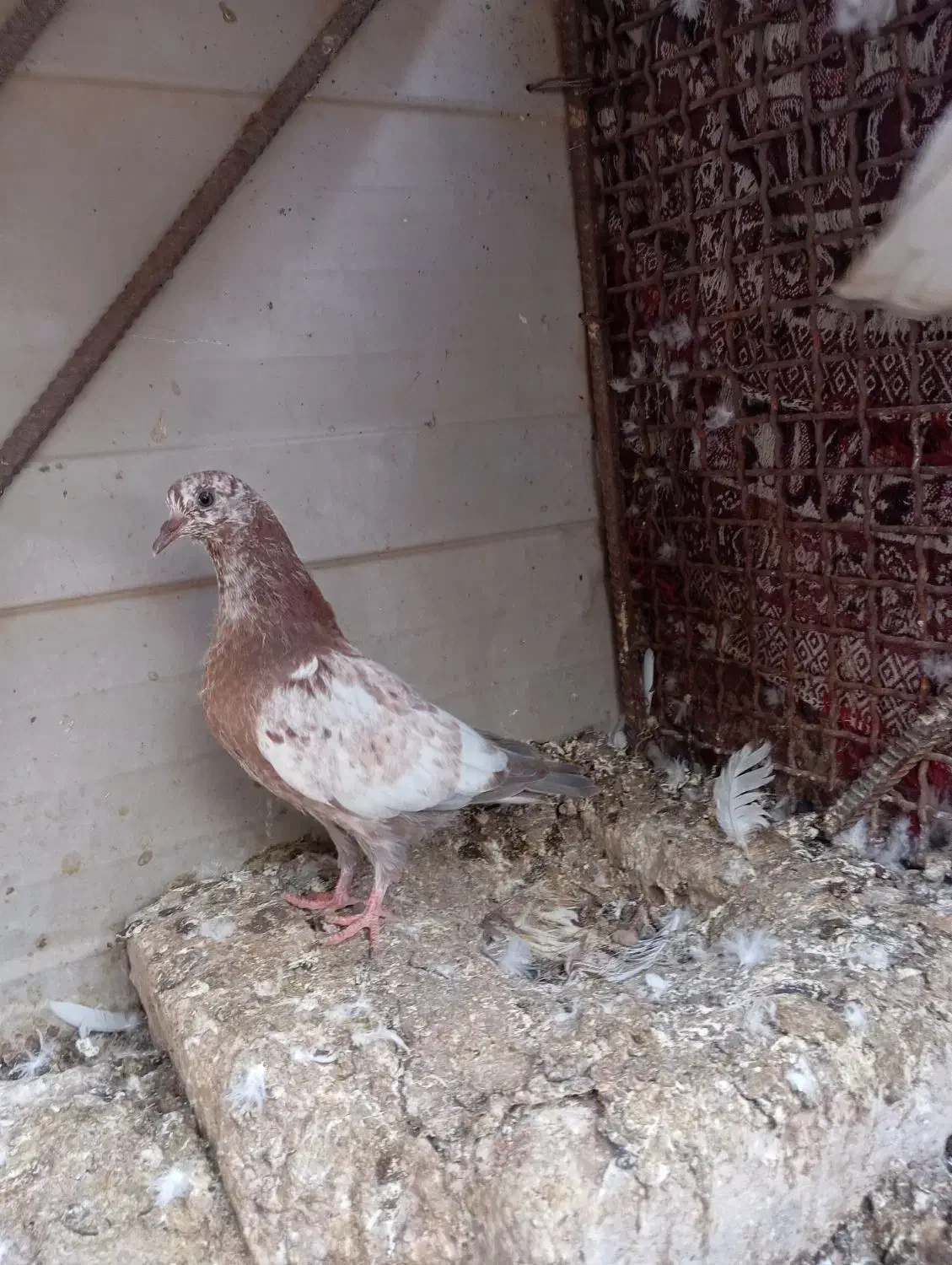 کفتر|پرنده|بم, |دیوار