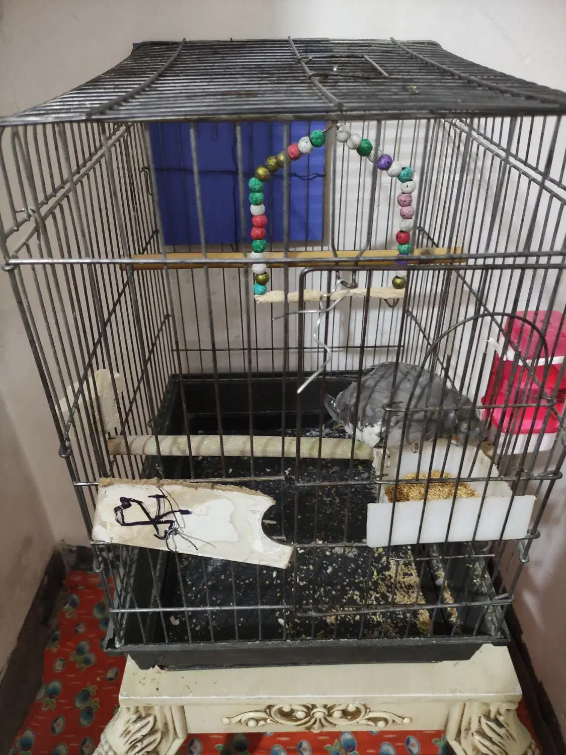 عروس هلندی|پرنده|نسیمشهر, |دیوار