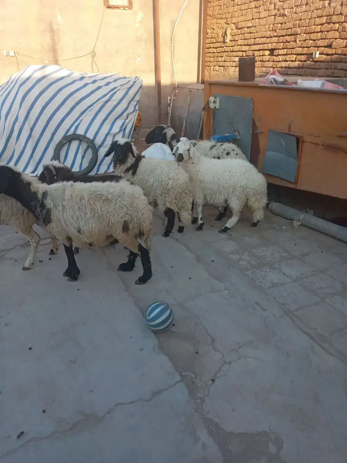 میش زاییده|حیوانات مزرعه|رفسنجان, |دیوار